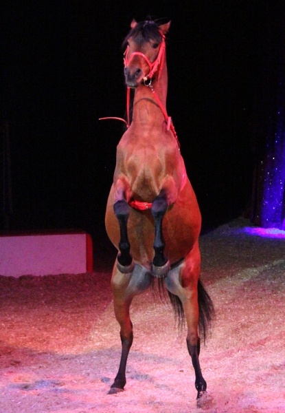 Zirkus Knie   056.jpg